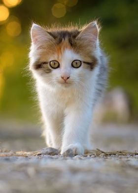 Kitten Walk