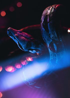 Snake at Night