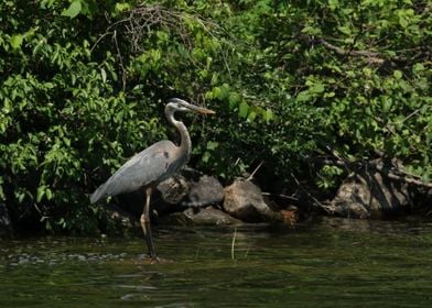 Great Blue Heron