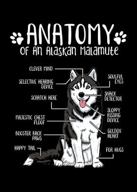 Anatomy of Dog