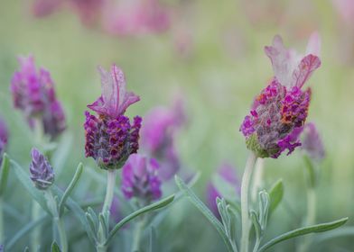 Lavender Fields