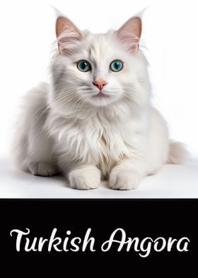 Turkish Angora