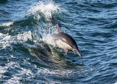 Dolphins cross the waves