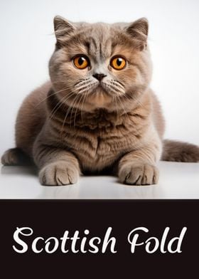 Scottish Fold