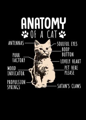 Anatomy of pet