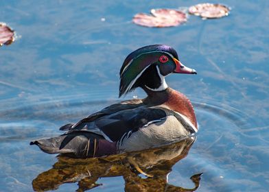 North American Wood Duck