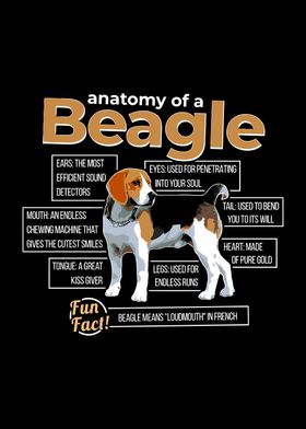 Anatomy of pet