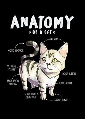 Anatomy of pet
