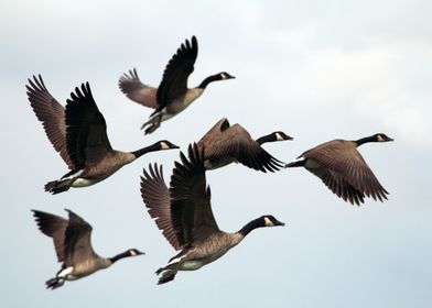 Geese Leaving