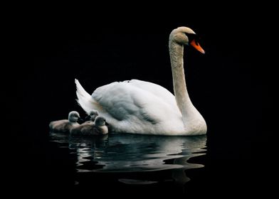 Swan On Water