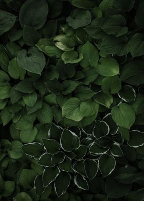 Leaves Plant