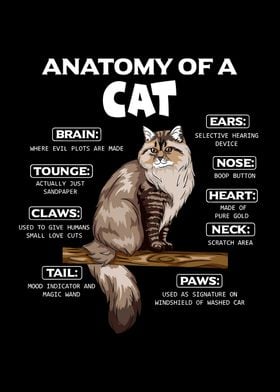 Anatomy of pet