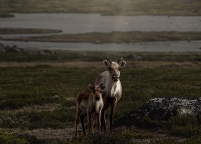 Reindeer Of Jotunheimen