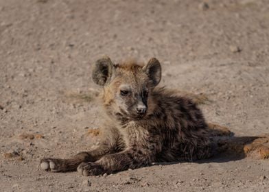 Spotted Hyena Puppy