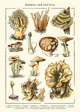Cordyceps mushrooms Fungi