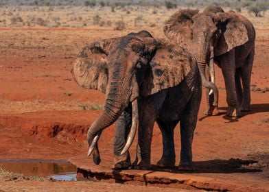 2 Elephants At Waterhole