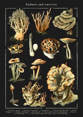 Dark Cordyceps mushrooms 