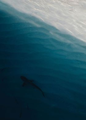 Ocean Water and Shark