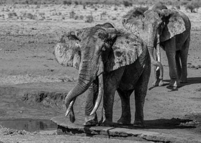 2 Elephants At Waterhole