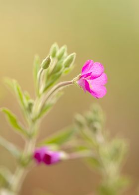 Pink wild flowers