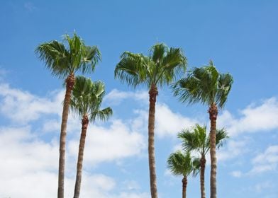 Palm trees with sky