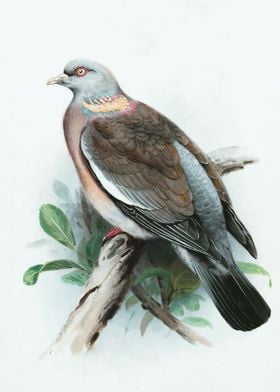 Wood Pigeon