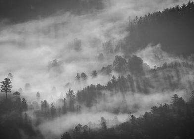 Fog Devouring a Forest