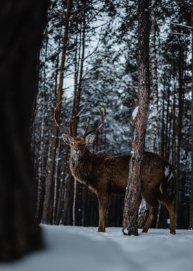 Animal Deer and Snow