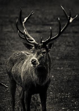 Grayscale of Deer