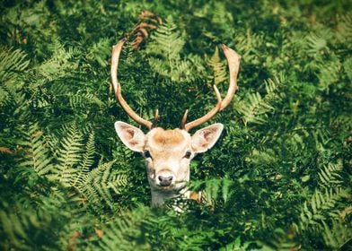 Deer Look In Grass