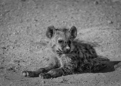 Spotted Hyena Puppy