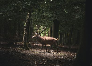 Animal Deer Dark Forest