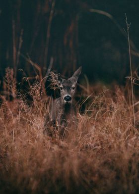 Gray Deer Wild Animals