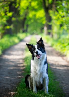 Border collie in forest