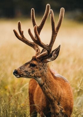 Nature Wild Animal Deer