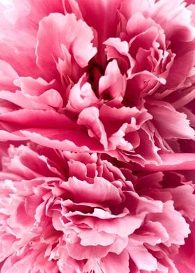 Bud Flower Pink Color