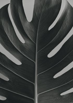 Leaf In Black and White