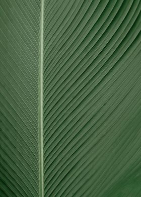 Texture of Green Leaf