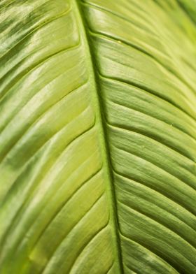 Large Green Leaf