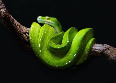 Green Snake Python