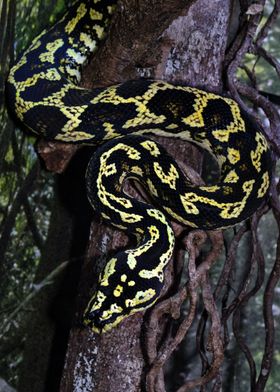 Jungle Carpet Python