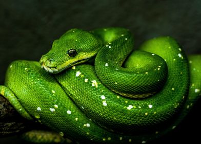 Green Tree Python