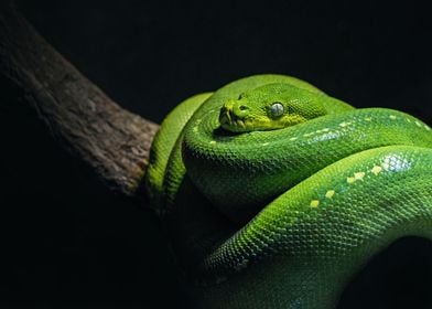 Green Snake Close Up