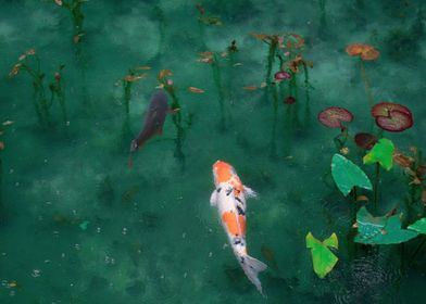 Koi Fish In A Calm Pond
