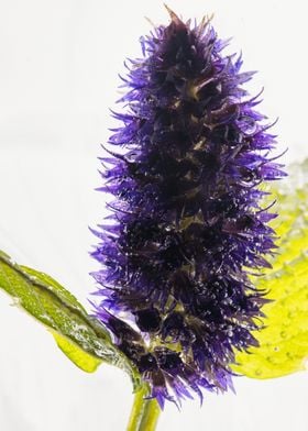 Agastache in ice 1