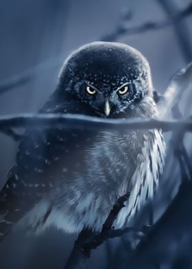 Magical Blue Night Owl