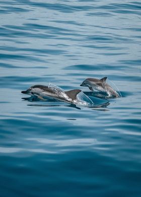 Dolphins Jumping