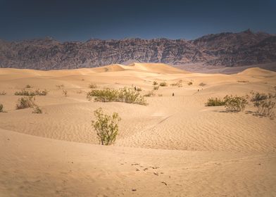 Mesquite Sand Flat Dunes