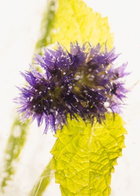 Agastache in ice 3
