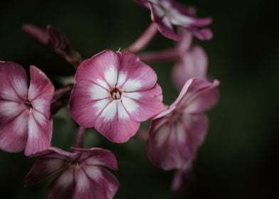 a Couple of Flowers